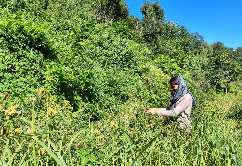 raw mandua corp raw mandua corp