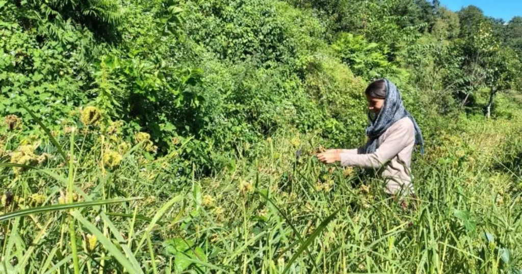 Ragi Finger Millet crop
